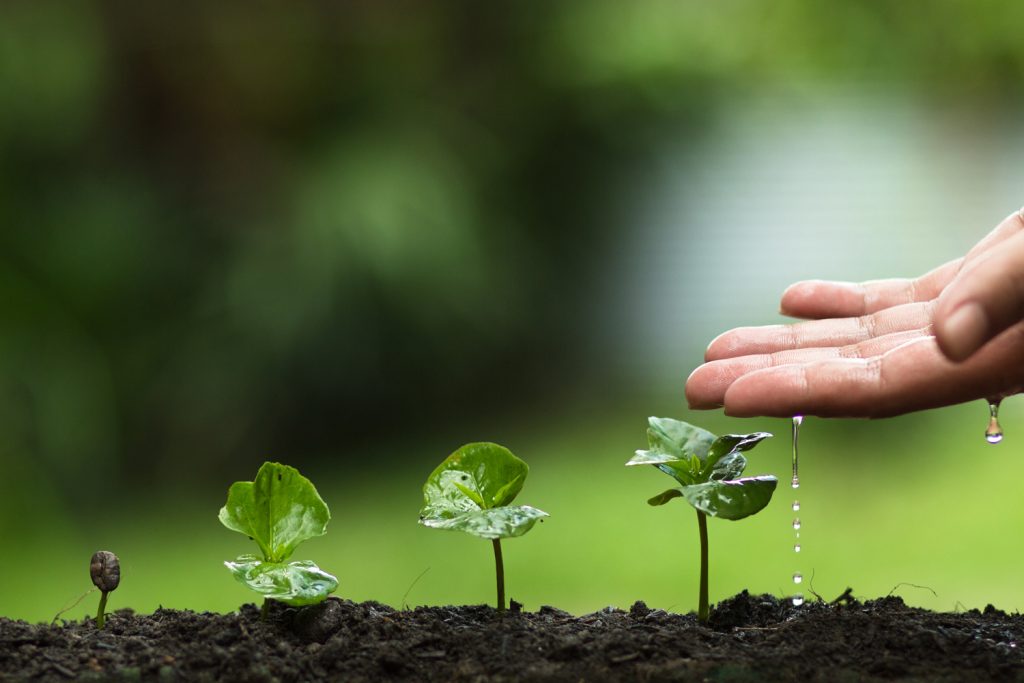 Hand som vattnar groende plantor.