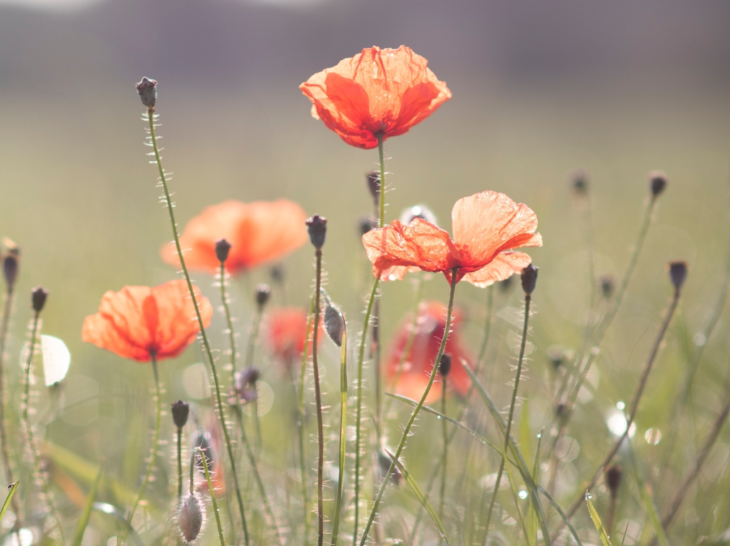 Blommor