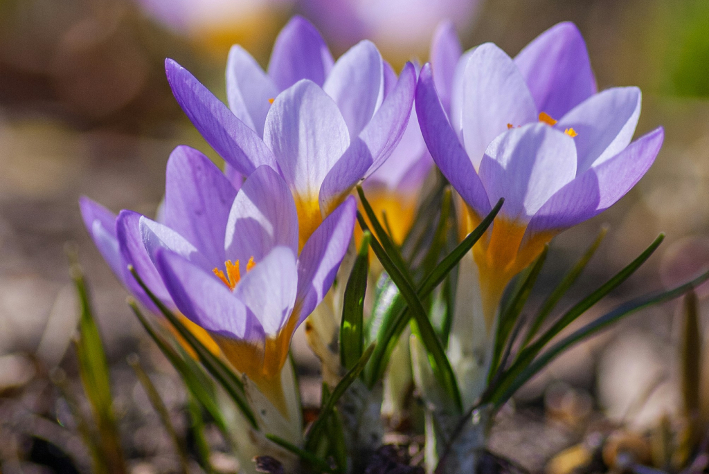 blommor