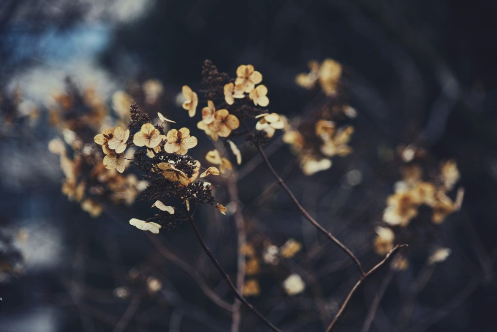 Blomma i naturen